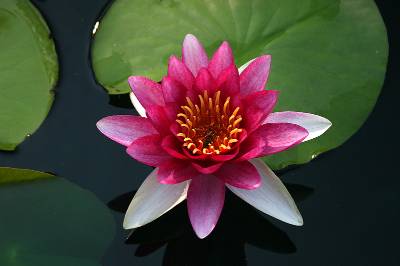 Nymphaea ‘Attraction’