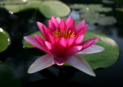 Nymphaea 'Attraction'