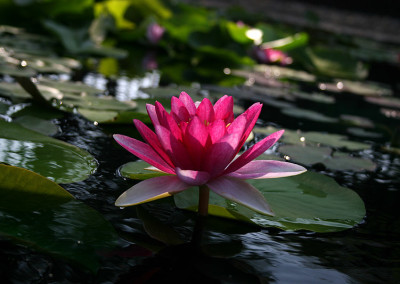 Nymphaea 'Attraction'