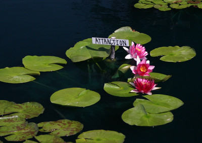 Nymphaea 'Attraction'