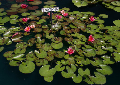 Nymphaea 'Indiana'