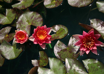 Nymphaea 'Indiana'