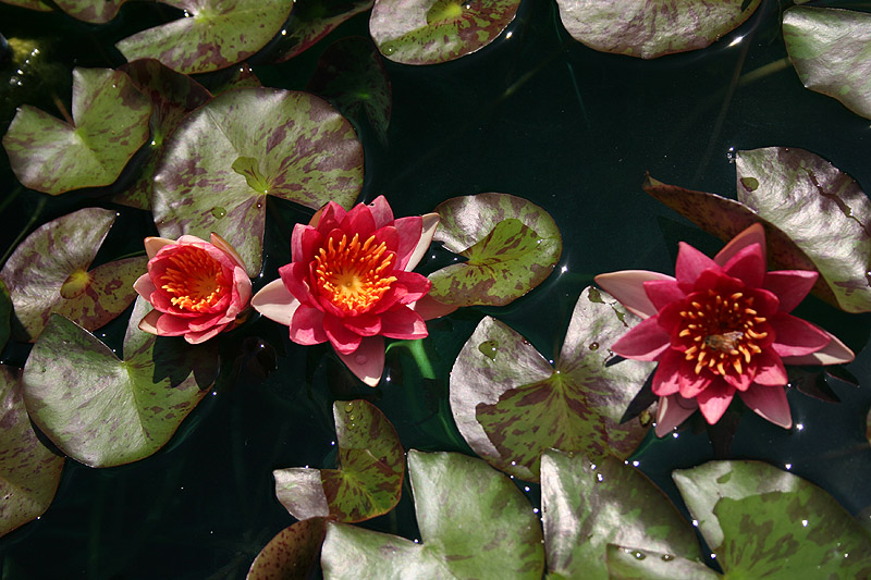 Nymphaea ‘Indiana’