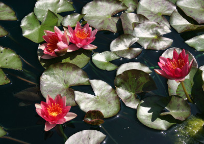 Nymphaea 'Indiana'