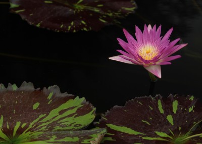 Nymphaea 'Pat Attebery'