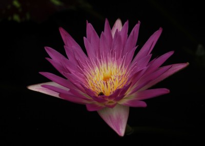 Nymphaea 'Pat Attebery'