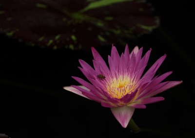 Nymphaea 'Pat Attebery'