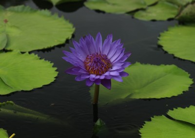 Nymphaea 'Robert Sterling Price'