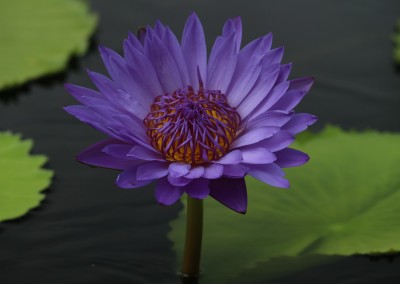 Nymphaea 'Robert Sterling Price'