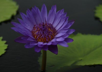 Nymphaea 'Robert Sterling Price'