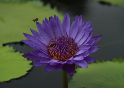 Nymphaea 'Robert Sterling Price'