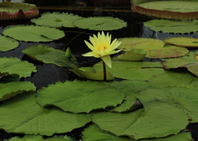 Nymphaea 'Cheyenne Marcelle'