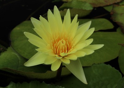 Nymphaea 'Cheyenne Marcelle'