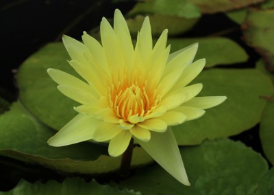 Nymphaea 'Cheyenne Marcelle'