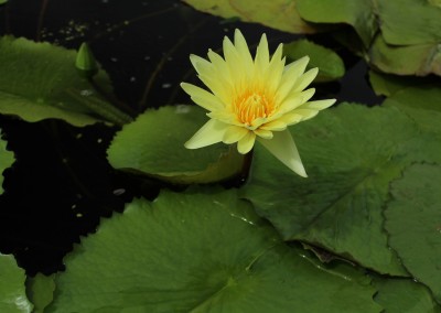 Nymphaea 'Cheyenne Marcelle'