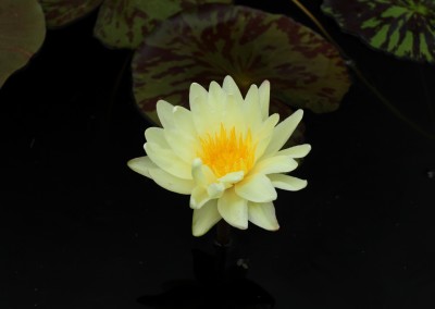 Nymphaea ‘Sun Dog’