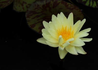 Nymphaea ‘Sun Dog’