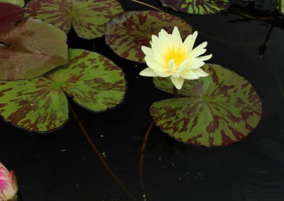 Nymphaea ‘Sun Dog’