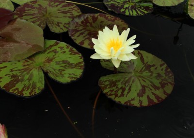 Nymphaea ‘Sun Dog’