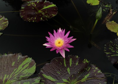 Nymphaea 'Pat Attebery'