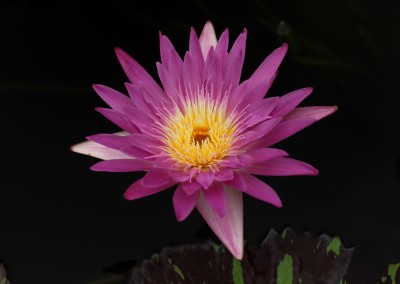 Nymphaea 'Pat Attebery'