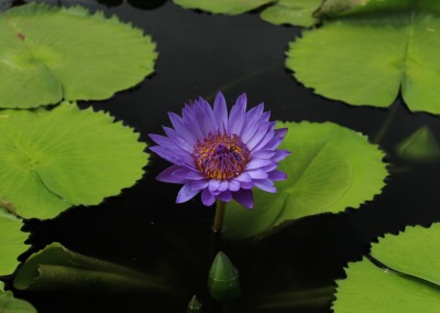 Nymphaea 'Robert Sterling Price'