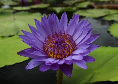 Nymphaea 'Robert Sterling Price'