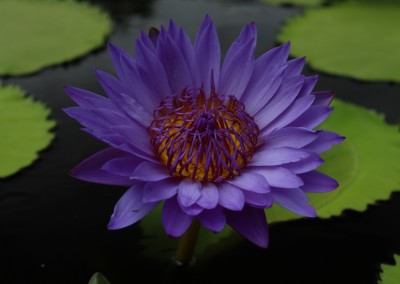 Nymphaea 'Robert Sterling Price'