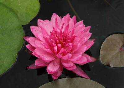 Nymphaea 'Fuchsia Pom Pom'