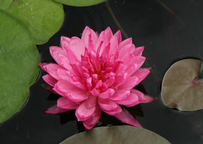 Nymphaea 'Fuchsia Pom Pom'