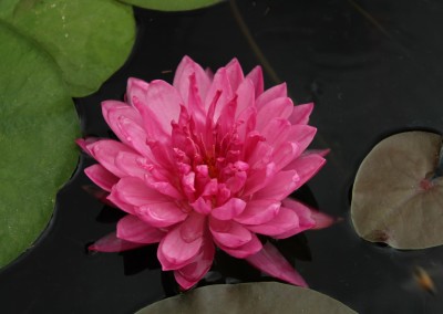 Nymphaea 'Fuchsia Pom Pom'