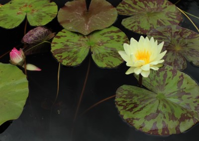 Nymphaea ‘Sun Dog’