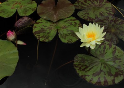 Nymphaea ‘Sun Dog’