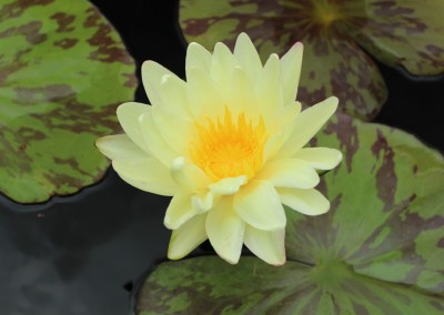 Nymphaea ‘Sun Dog’