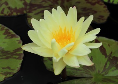 Nymphaea ‘Sun Dog’