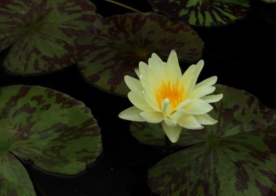 Nymphaea ‘Sun Dog’