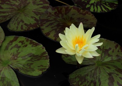 Nymphaea ‘Sun Dog’