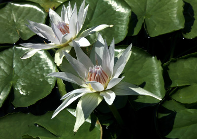 Nymphaea 'White Colorata'