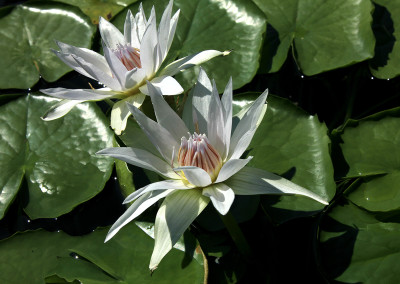 Nymphaea ‘White Colorata’