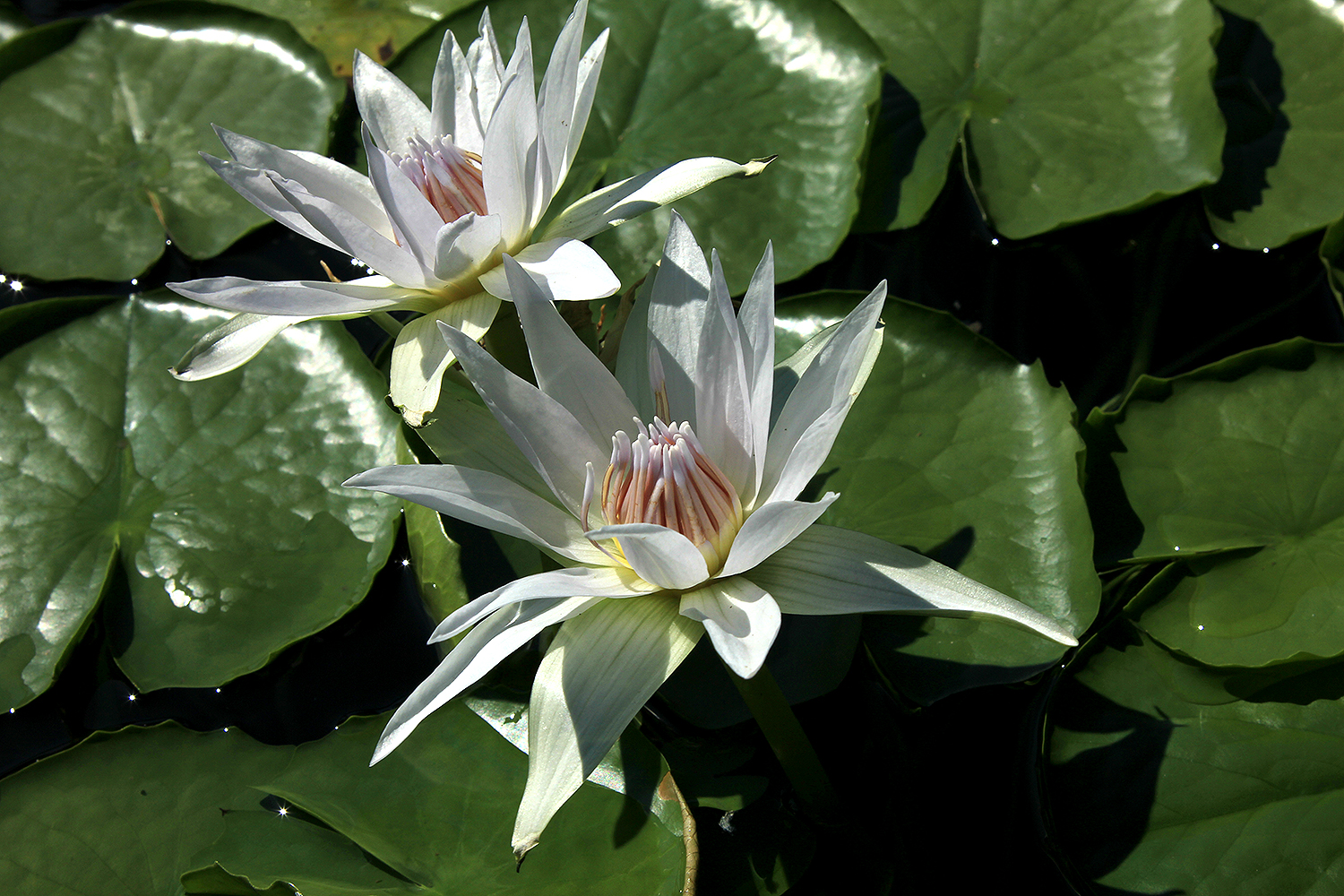 Nymphaea ‘White Colorata’