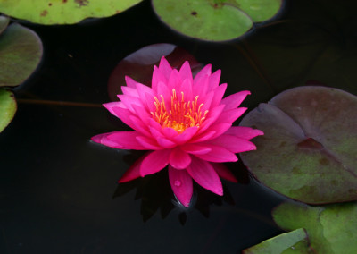 Nymphaea 'Bernice Ikins'