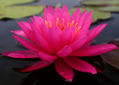 Nymphaea ‘Bernice Ikins’