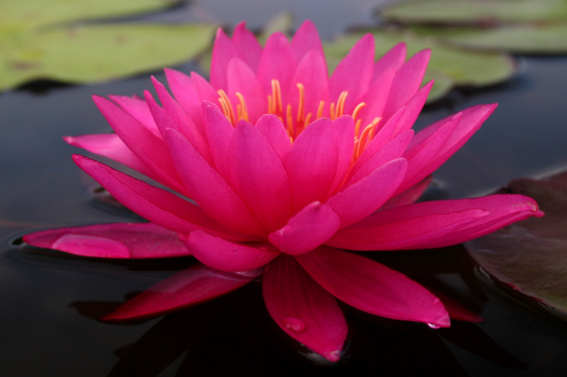 Nymphaea ‘Bernice Ikins’