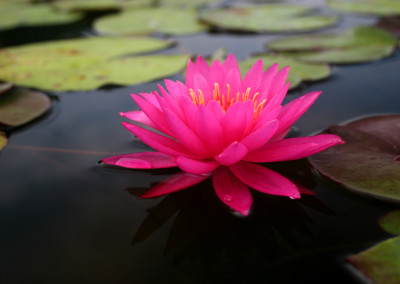 Nymphaea 'Bernice Ikins'