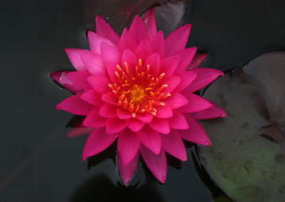 Nymphaea 'Bernice Ikins'