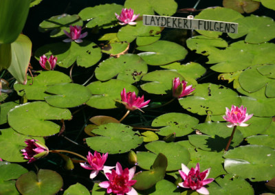 Nymphaea ‘Laydekeri Fulgens’