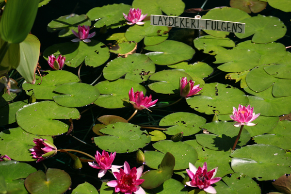 Nymphaea ‘Laydekeri Fulgens’