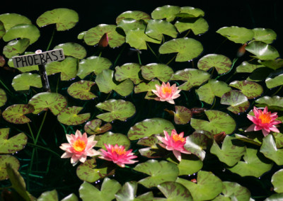 Nymphaea 'Phoebas'