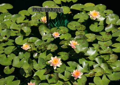 Nymphaea 'Paul Hariot'