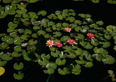 Nymphaea 'Phoebas'